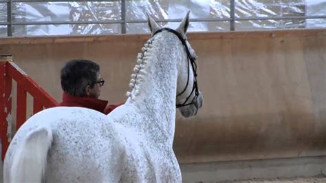 hermes d'authieux stallion